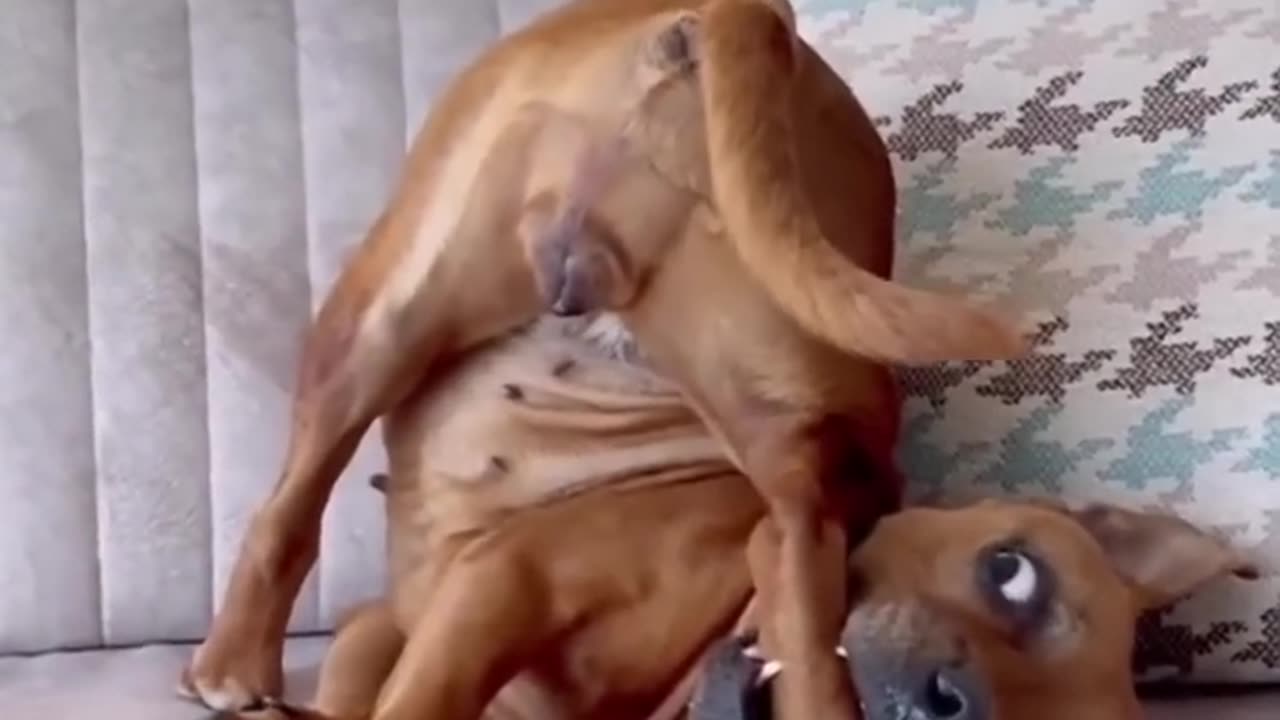 Very impressive cuteness and funny animal video