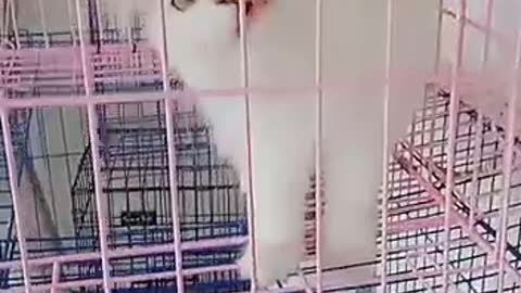 Cute cat