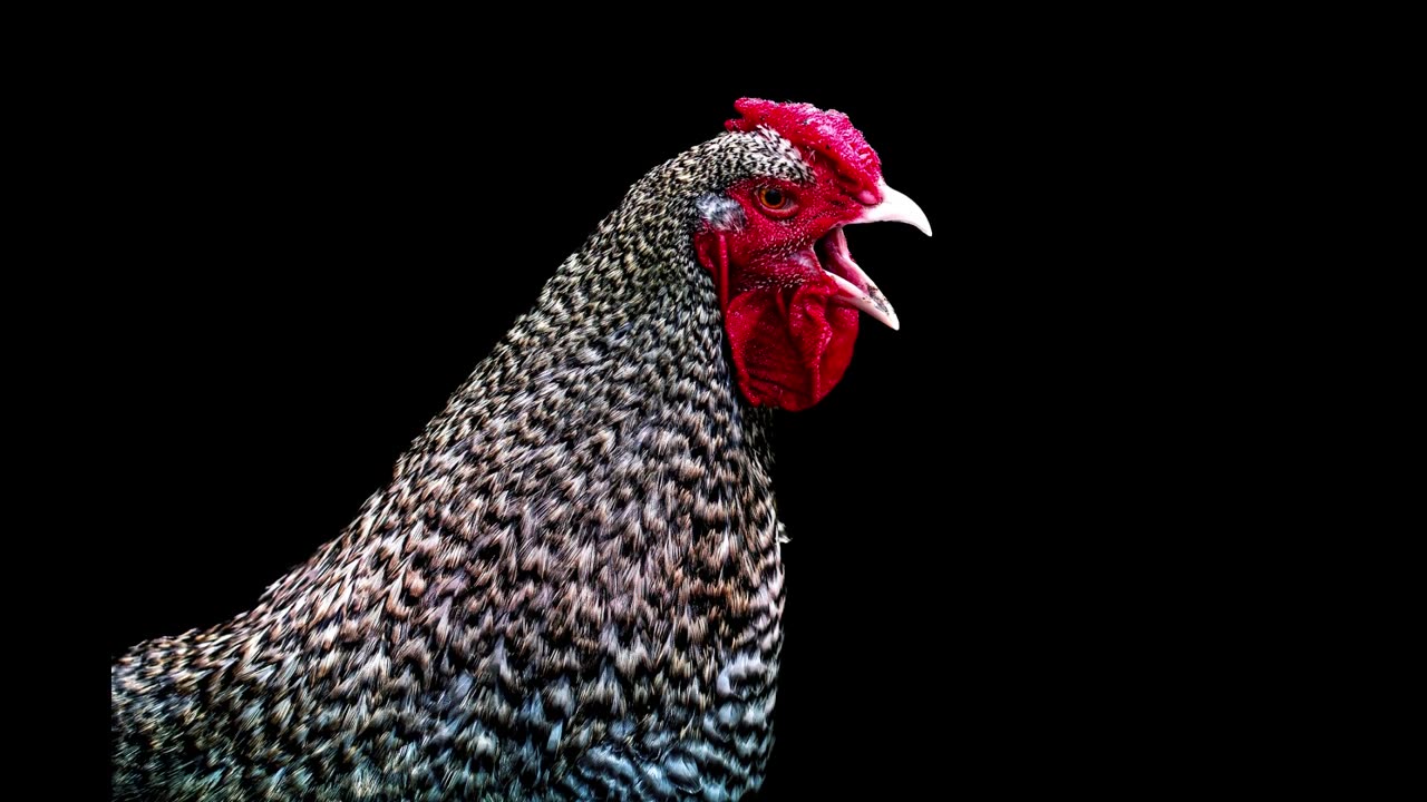 Salmonella Outbreaks Linked to Backyard Poultry