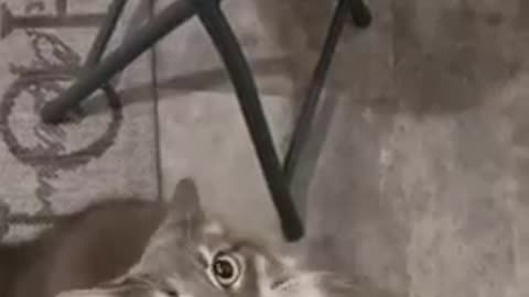 A cat video to make you like cats.