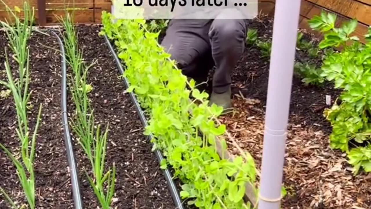 Looking for an incredibly easy and eco-friendly method to support your pea plants?