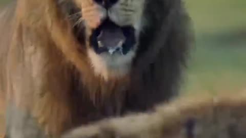 King of the jungle