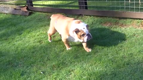 English Bull dog babe Stan