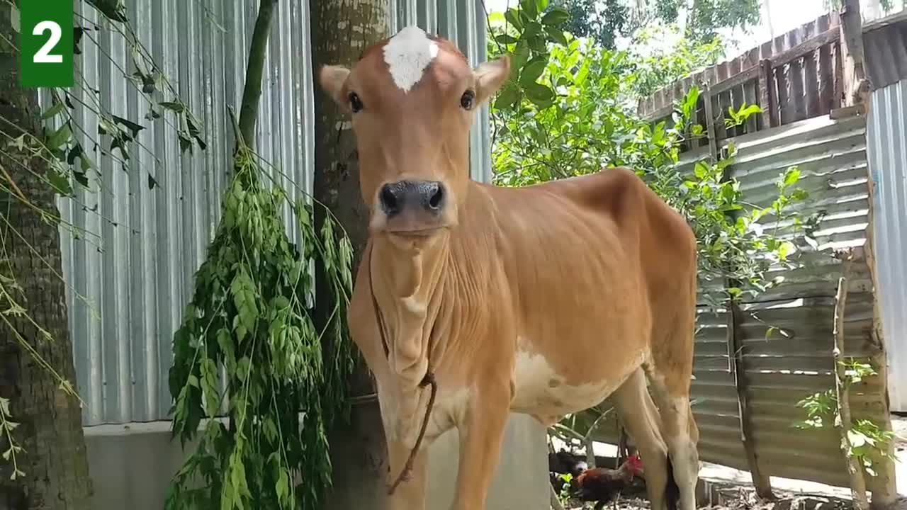 6 Cow Mooing - Whose Voice Is Good _ Every Cow Make Sounds Two Times _ Cow Voice Sounds PART 2