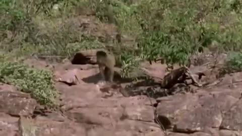 Capuchin Monkey Save Mouse From Grouped Krait Snake Chase | Astounding Python versus Large Feline