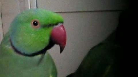 Green parrot fun