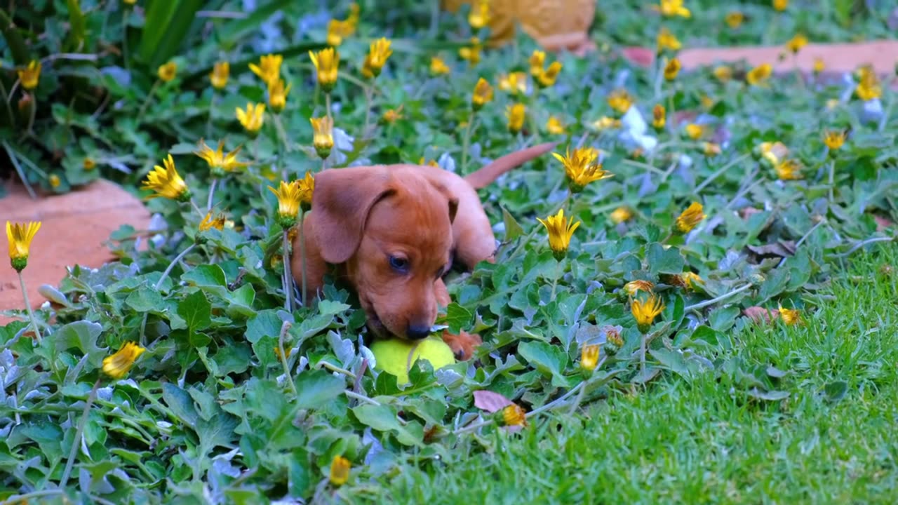 A Person With A Cute Brown Puppy Playing With A Tennis Ball On A Flower Bed In The Gard