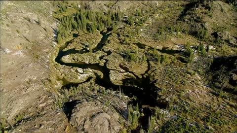 How Do Beavers Build Dams? | Nature on PBS