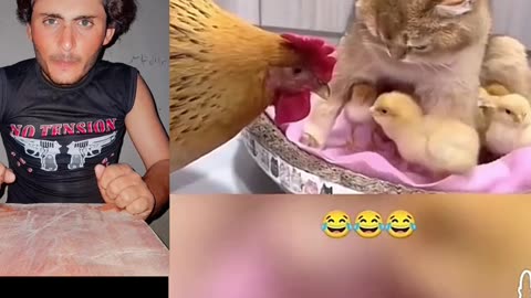 Funny cats and chicken