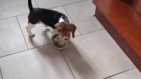 Funny dog video