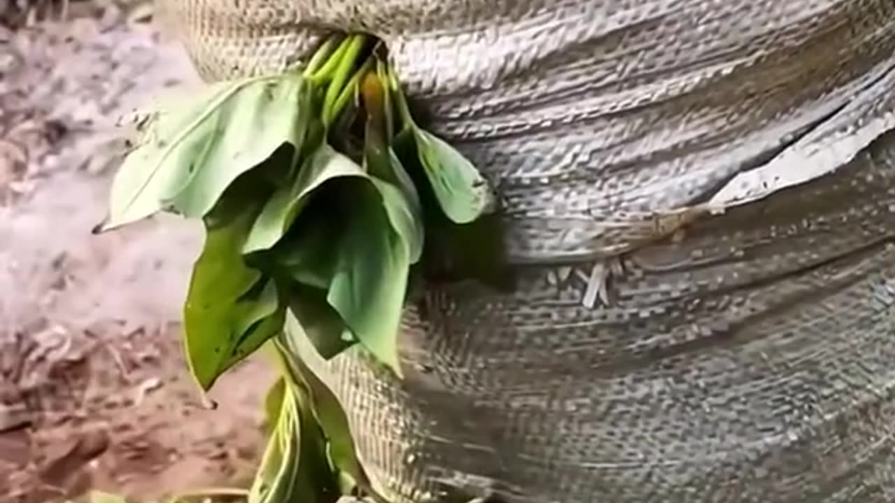 How to grow Javanese potatoes