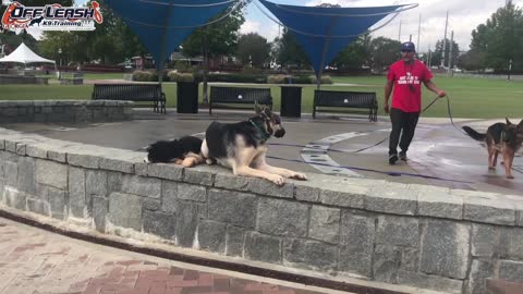 5 Month Old Bernedoodle "Heidi" Before/After Video | Dog Trainer Duluth, Georgia