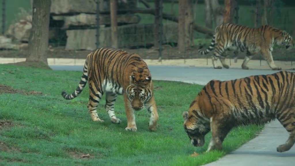 Did you come to see the tiger?