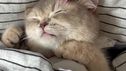 Cute cat