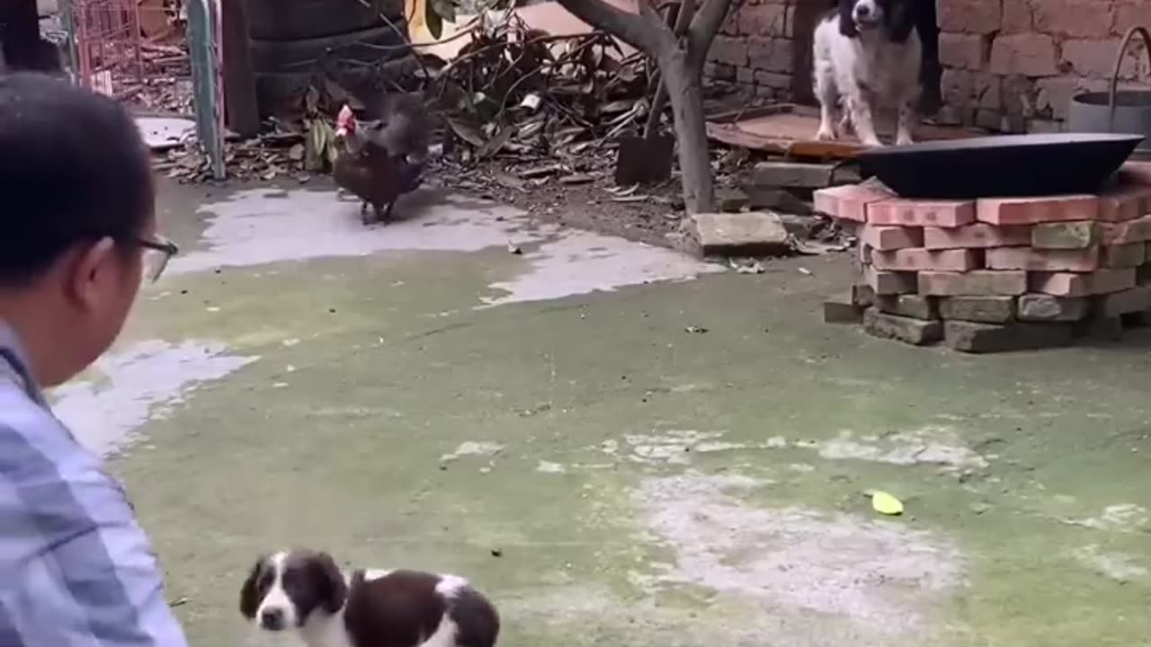Animals are dovelope