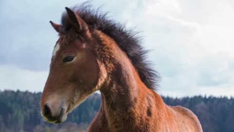 Young horse turning