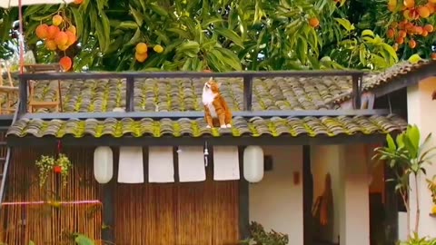 want to have such a yard, drink tea, and eat lychee, it is enough.❤️✨