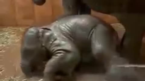 Cute baby elephant