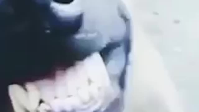 Most funny video