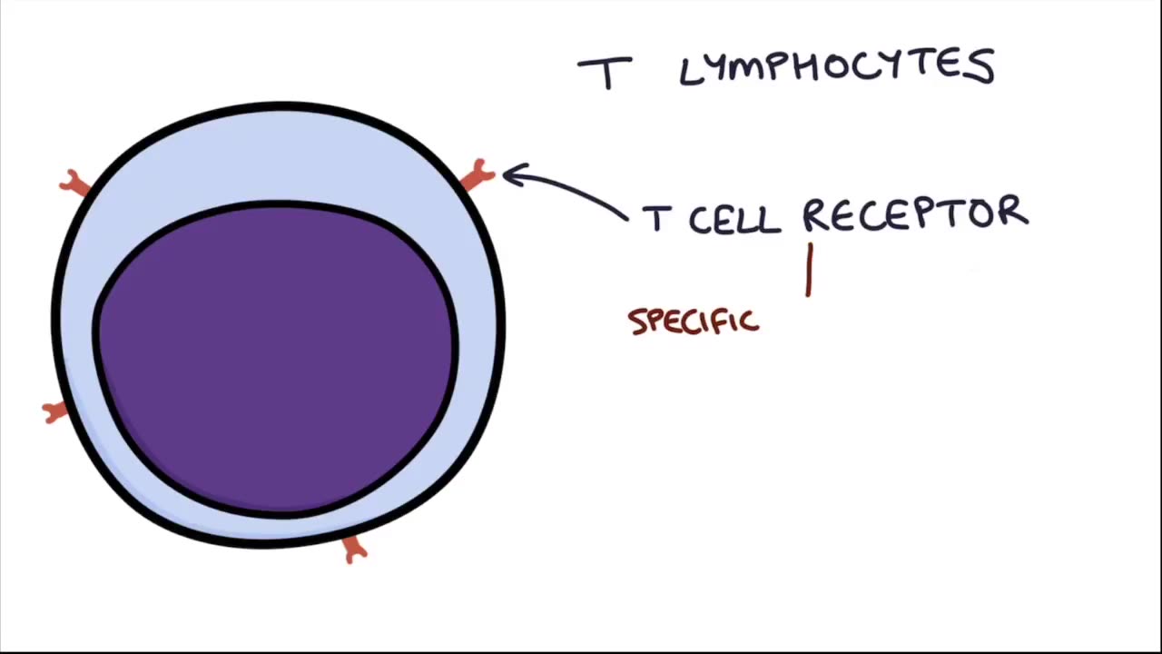 CELLS OF IMMUNSYSTEM