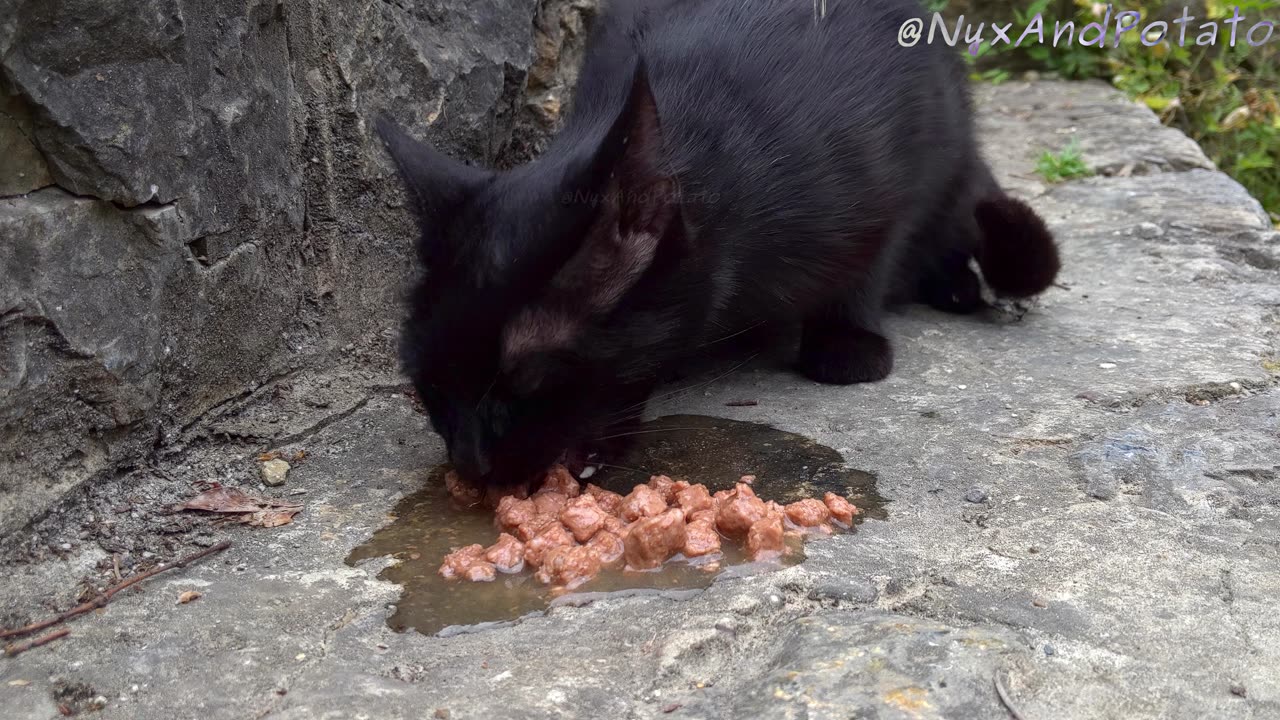 Stray Cats Eating Wet Food on a Mountainside - ASMR Eating