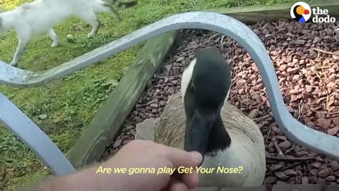 Guy Teaches His Rescued Gosling How To Fly | The Dodo Soulmates