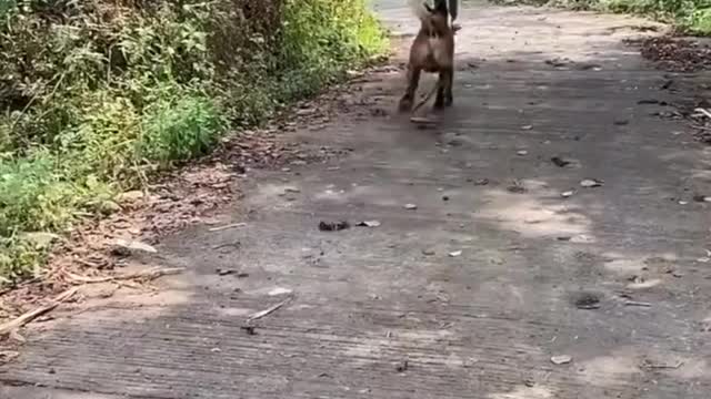 Very beautiful dogs. πCome to me, see how the loving father behaves.ππ