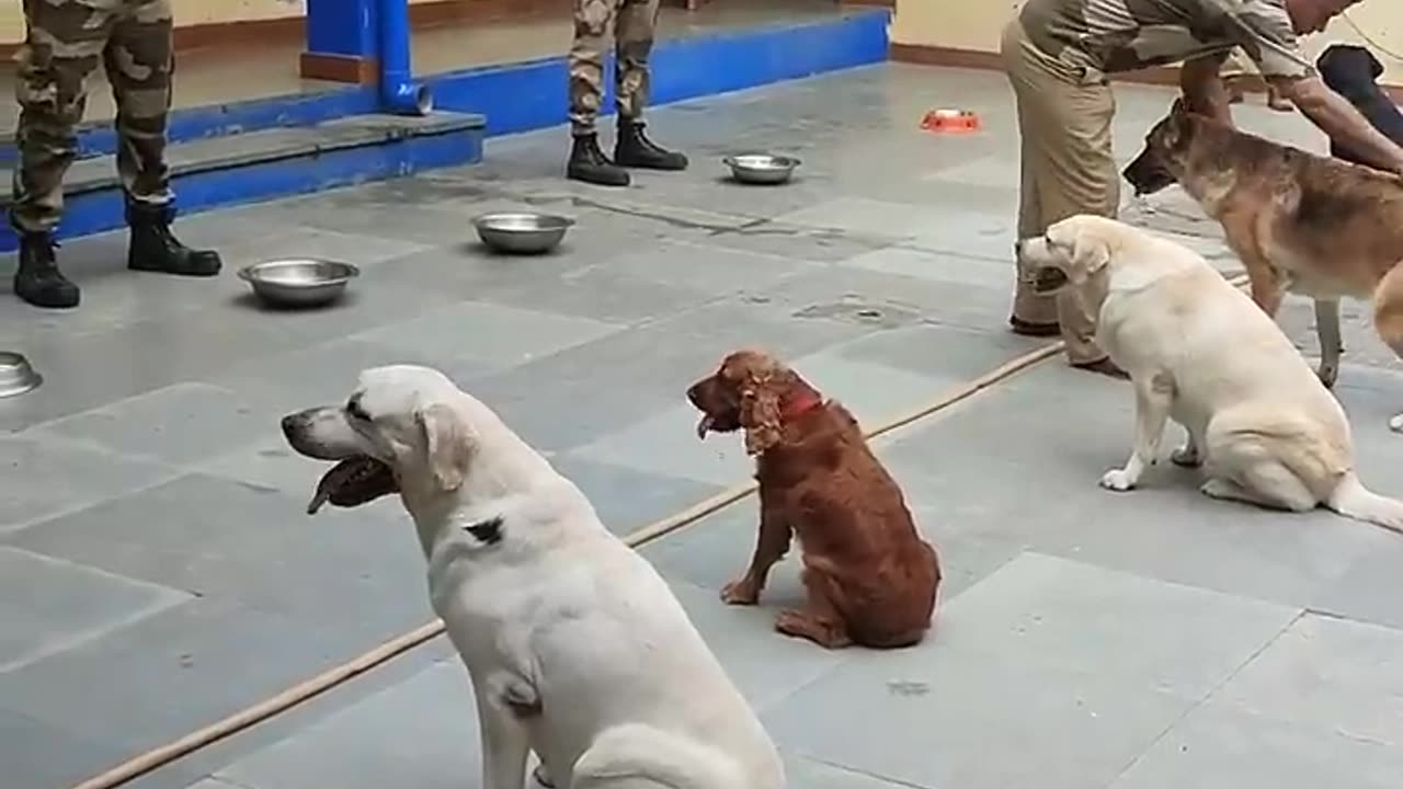 CIS Dog Squad feeding routine. #cisf#dmrc