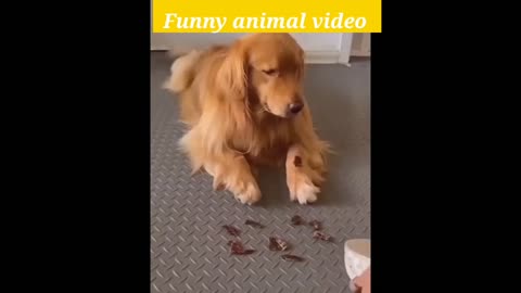 New Funny Animals 😂 Funniest Cats and Dogs Videos 😺🐶