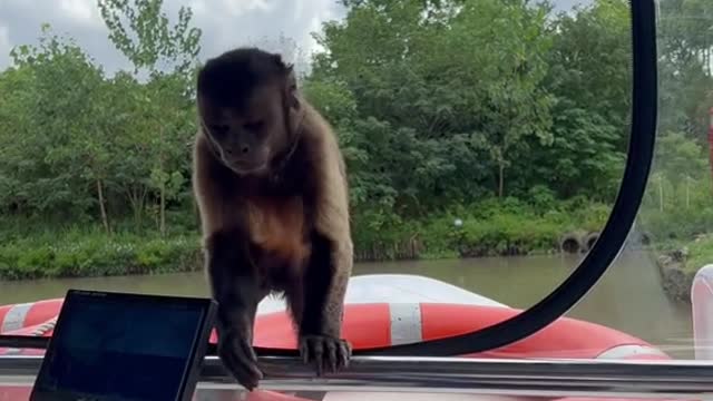 You guys come to my house to watch the animals on the boat.