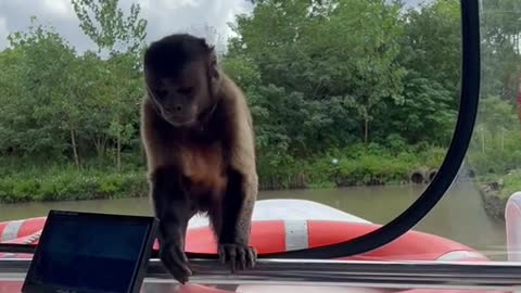 You guys come to my house to watch the animals on the boat.