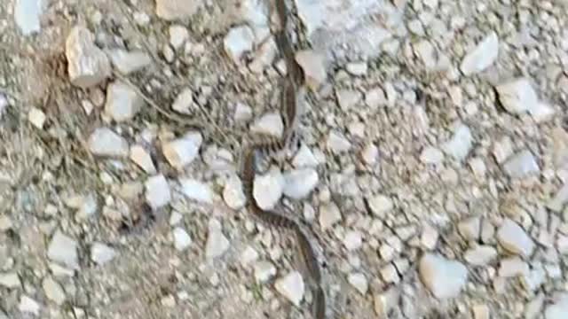 How some caterpillar species move