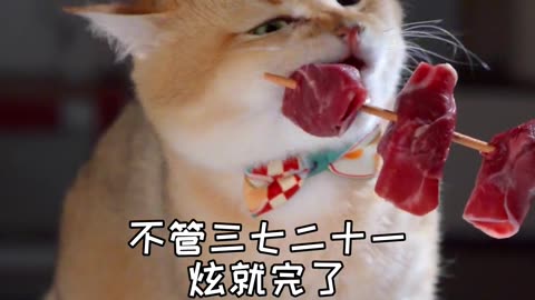 Funny Cat Clips: LOL Moments of Eating Food Ep 14.