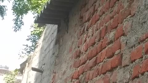 squirrel wall climbing