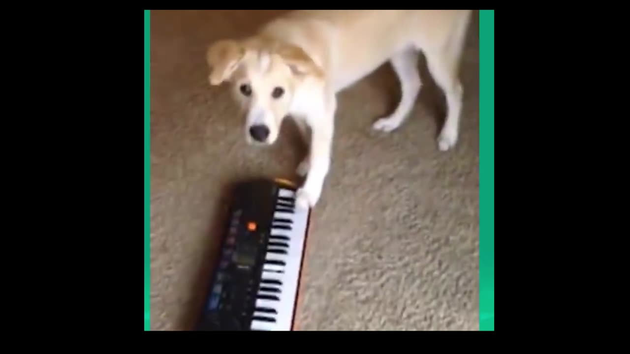 Funny Animal Compilation #1
