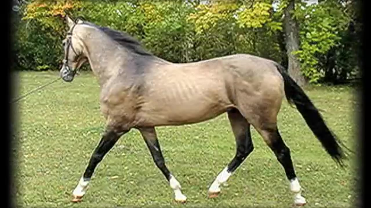 THE AKHAL-TEKE • A HORSE OF HISTORY