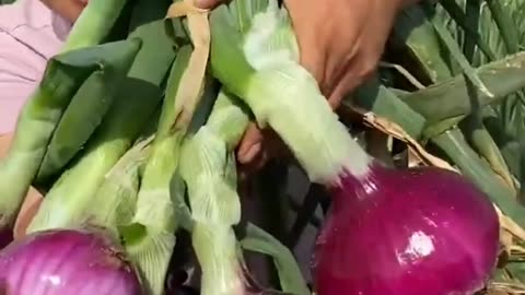 Grow Onions in village 🌰 🌰 🌰