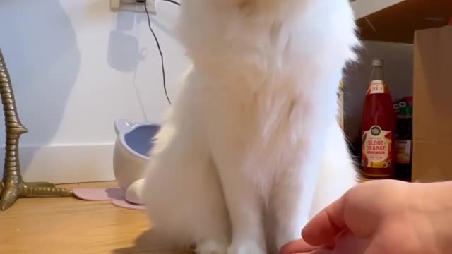 “Our new trick🐾”