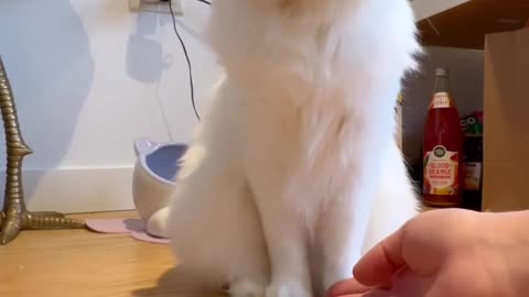 “Our new trick🐾”