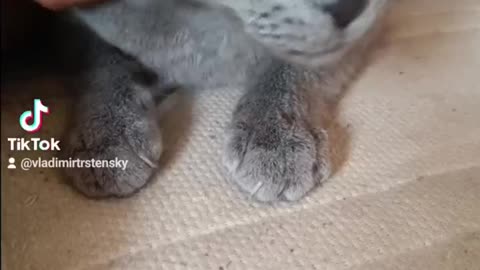 Luna cat