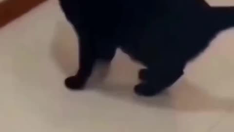 Funny and Cute Cats Videos #298