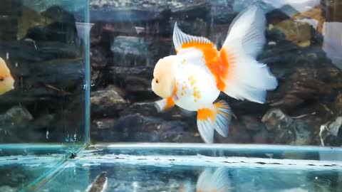 The most beautiful Oranda Goldfish-3