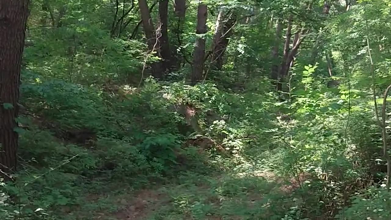 Puppy in South KOREA forest