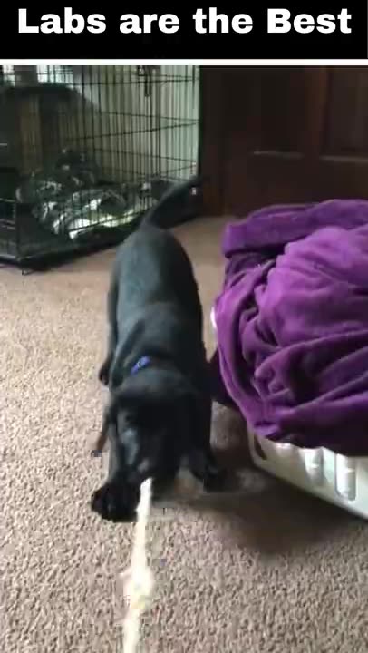 I Need A Black Lab Puppy Now!!Cutest black labrador puppies ever!!! #shorts