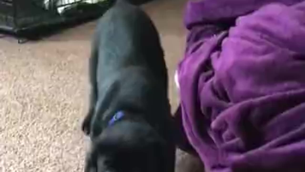I Need A Black Lab Puppy Now!!Cutest black labrador puppies ever!!! #shorts