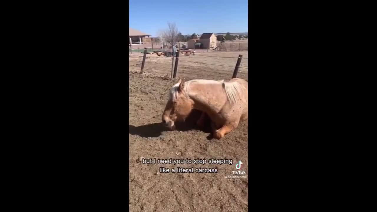 Horse TikToks That Went Viral! #1