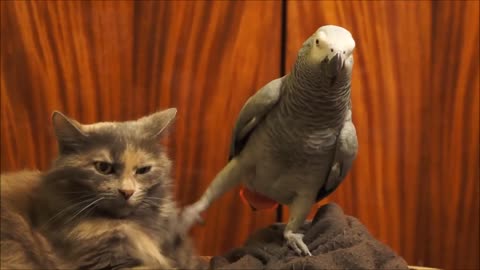 Parrot annoys cat