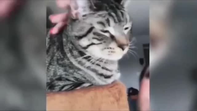 Little crazy cats