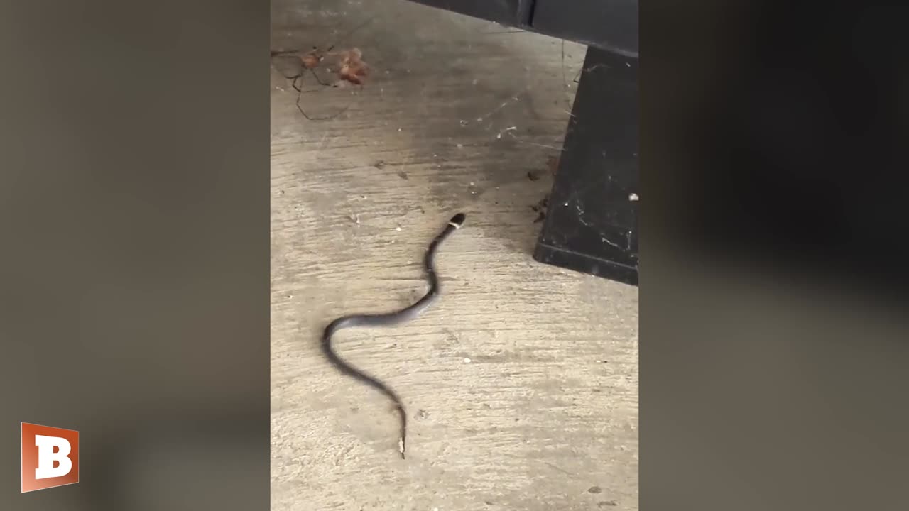 "Little Snakey-Bro!" Women SAVE Baby Snake CAUGHT in Web with Spider Lurking Above