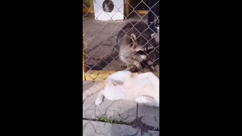 Funny Cat Videos 18 - You will Laugh So Hard 🤣